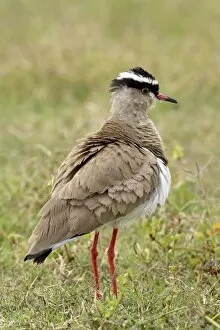Images Dated 9th November 2006: Crowned plover (crowned lapwing) (Vanellus coronatus), Addo Elephant National Park