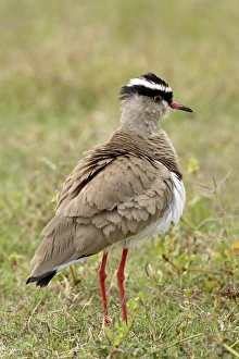 Images Dated 9th November 2006: Crowned plover (crowned lapwing) (Vanellus coronatus), Addo Elephant National Park