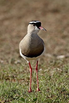 Images Dated 2nd November 2007: Crowned Plover (Crowned Lapwing) (Vanellus coronatus), Addo Elephant National Park