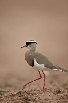 Crowned plover (crowned lapwing) (Vanellus coronatus), Kgalagadi Transfrontier Park