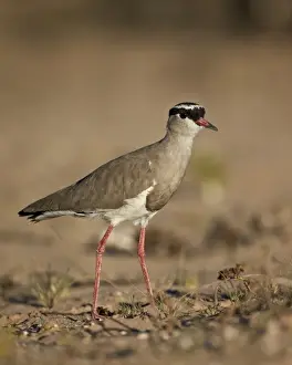 Crowned plover (crowned lapwing) (Vanellus coronatus), Kgalagadi Transfrontier Park, encompassing the former Kalahari Gemsbok National Park, South Africa, Africa