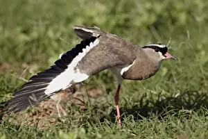 Crowned plover (crowned lapwing) (Vanellus coronatus) performing a broken-wing display