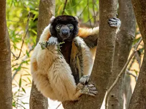 Rare Prints: Crowned sifaka feeding in a tree at Lemur Park in Madagascar