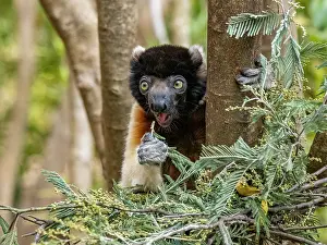 Attention Prints: Crowned sifaka feeds on leaves while perched in a tree at Lemur Park in Madagascar