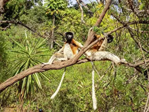 Hanging Prints: Crowned sifaka hang on a tree branch in Madagascar's Lemur Park with bright green foliage surrounding them