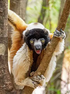Mammals Prints: Crowned sifaka hanging on a branch in Lemur Park, observing its surroundings in Madagascar