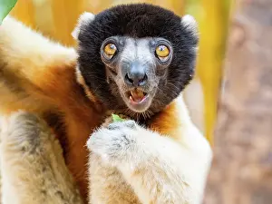 Eating Prints: Crowned sifaka hanging in a tree at Lemur Park in Antanavarino Madagascar capturing an unusual moment of curiosity