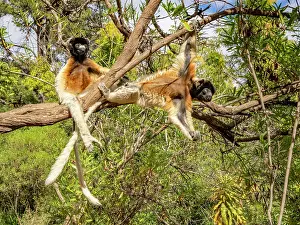Hanging Prints: Crowned sifaka rest and play on branches in a park in Madagascar