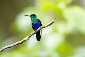 Alajuela Province Prints: Crowned Woodnymph (Thalurania colombica) a species of Hummingbird at Arenal Volcano