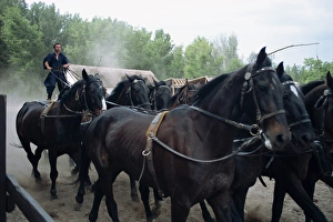 Csikos or cowboys on horse farm in the Puszta