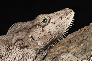 Black Background Prints: Cuban False Chameleon (Chamaeleolis), captive, Cuba, West Indies, Central America