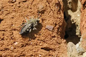 Overhead View Prints: Cuckoo bee (Melecta albifrons) a parasite of solitary bees