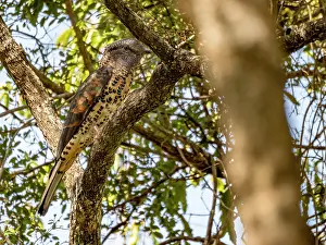 Avifauna Prints: Cuckoo-roller rests on tree branch in Madagascar's Zombitse-Vohibasia National Park during daylight