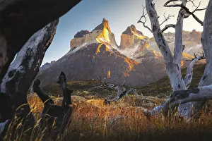 Patagonia Prints: Cuernos del Paine framed in dead trees during sunrise