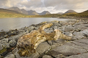 Images Dated 6th May 2009: Cullin Mountains from Loch Slapin, Isle of Skye, Inner Hebrides, Scotland, United Kingdom, Europe