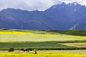 Unrecognisable Person Prints: Cultivated fields and cattle, Moho, bordering on Lake Titicaca, Peru, South America