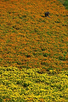 Floriculture Prints: Cultivated flowers in the southwest near Naro, Sicily, Italy, Europe