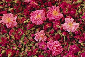 Cultivated roses