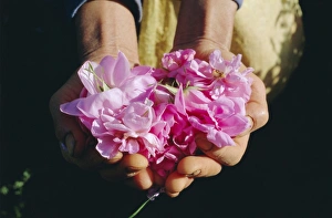 Moroccan Gallery: Cultivated roses