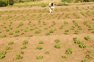Soleb Prints: Cultivator