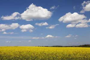 Swabian Alb Prints: Cumulus clouds over a rape field, Swabian Alb, Baden Wurttemberg, Germany, Europe