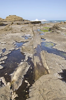 Southland Prints: Curio Bay Fossilised Forest, Southland, South Island, New Zealand, Pacific