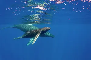 Strength Prints: Curiosity of calf and cow humpback whales swimming together in clear waters of Hawaii, USA
