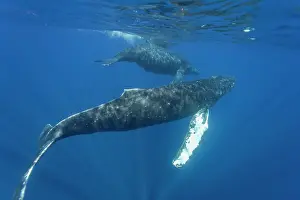 Large Prints: Curiosity of calf and escort humpback whale underwater in the AuAu Channel in Hawaii