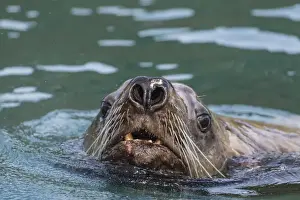 From The Front Prints: Curious adult bull Steller sea lion (Eumetopias jubatus), Inian Islands, Southeast Alaska