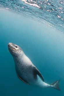 Swimming Prints: A curious adult leopard seal (Hydrurga leptonyx), underwater near Coronation Island