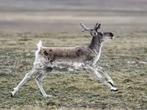 Nunavut Prints: A curious adult Peary caribou (Rangifer tarandus pearyi)