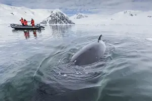 Whale Prints: A curious Antarctic minke whale (Balaenoptera bonaerensis) approaches the Zodiac in Neko Harbor