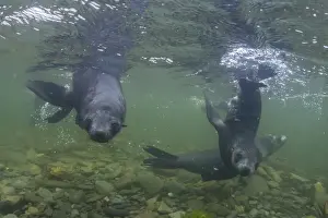 Curious Antarctica fur seal pups (Arctocephalus gazella), underwater in Husvik Bay