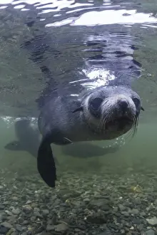 Uk Overseas Protectorate Prints: Curious Antarctica fur seal pups (Arctocephalus gazella), underwater in Husvik Bay