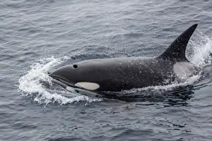 A curious bull killer whale (Orcinus orca) near the National Geographic Explorer off the Cumberland Peninsula, Baffin Island, Nunavut, Canada, North America