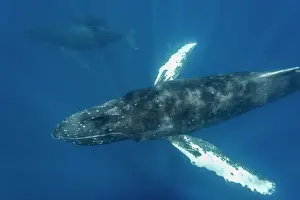 Large Prints: Curious calf and escort humpback whale explore underwater region in AuAu Channel