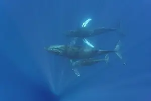 Large Prints: Curious calf swims with escort humpback whale in water of AuAu Channel in Hawaii