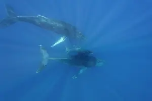 Large Prints: Curious cow calf explores underwater with escort humpback whale in Hawaii