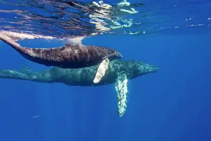 Wonders Prints: Curious cow and calf humpback whale swim together in the ocean waters off Hawaii