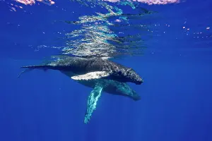 Playful Prints: Curious cow and calf humpback whales swim together in the clear waters of Hawaii's AuAu Channel