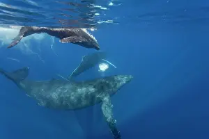 Large Prints: Curious cow calf swims alongside escort humpback whale in AuAu Channel in Hawaii