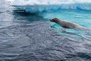 Natural Scenery Prints: Curious crabeater seals (Lobodon carcinophaga)