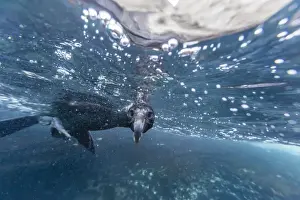 Curious Prints: Curious flightless cormorant (Phalacrocorax harrisi) underwater at Tagus Cove