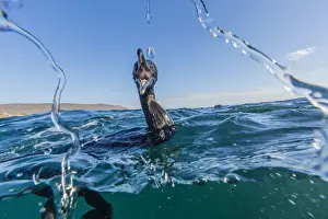 Curious flightless cormorant (Phalacrocorax harrisi) underwater at Tagus Cove, Isabela Island, Galapagos Islands, Ecuador, South America