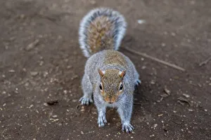Curious Prints: Curious grey squirrel on a dirt background, looking at the camera, United Kingdom, Europe