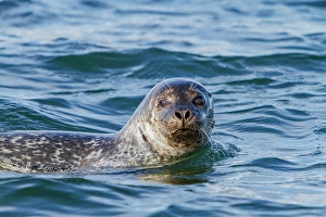 Seashore Prints: Curious harbor seal (Phoca vitulina), approaches Zodiac at Vigur Island, Iceland