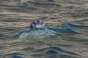 Curious Prints: Curious harbor seal (Phoca vitulina), approaches Zodiac at Vigur Island, Iceland