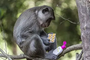 Bottle Prints: Curious long-tailed macaque (Macaca fascicularis) with stolen items from a visitors backpack in Angkor Thom