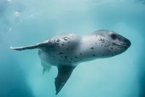 Male Animal Prints: A curious male leopard seal (Hydrurga leptonyx), underwater at Monroe Island