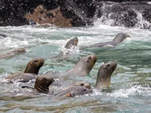 Oceanic Prints: Curious sea lions explore the ocean waters of the Palomino Islands near Lima